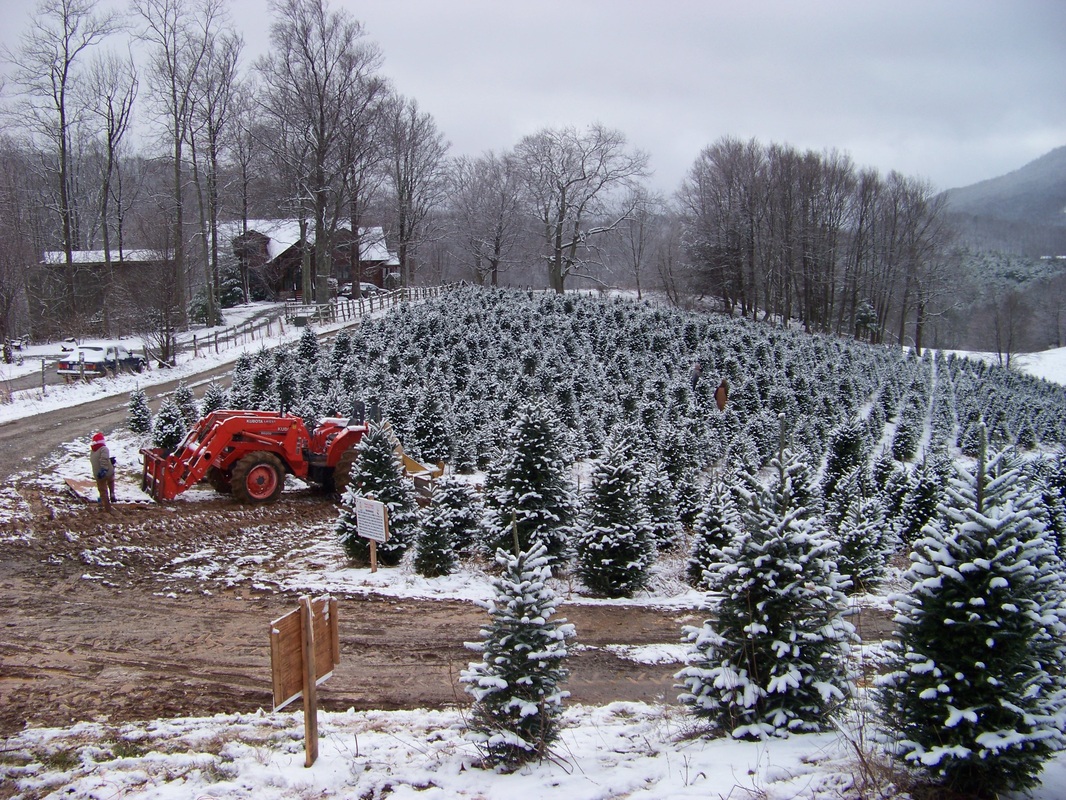 cut your own christmas tree north carolina